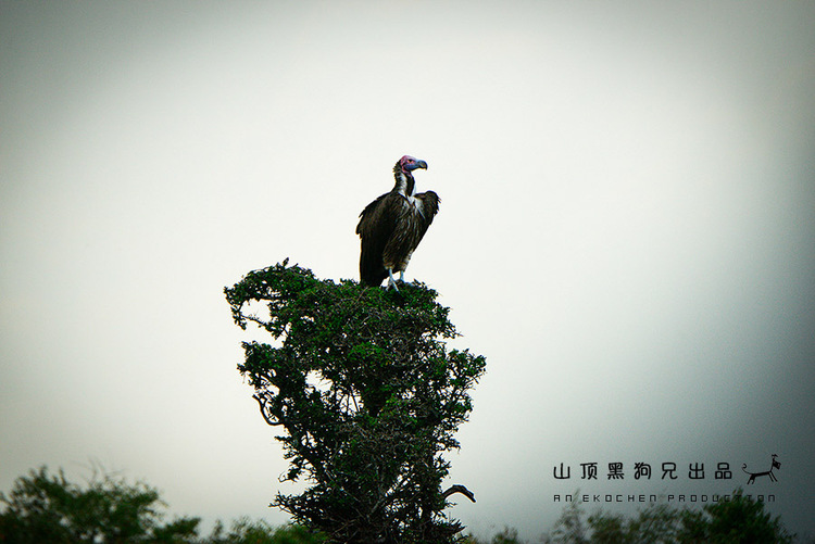 馬賽馬拉不是一個(gè)國家公園