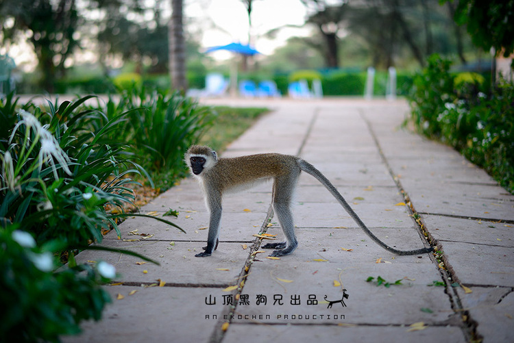 馬賽馬拉不是一個(gè)國家公園