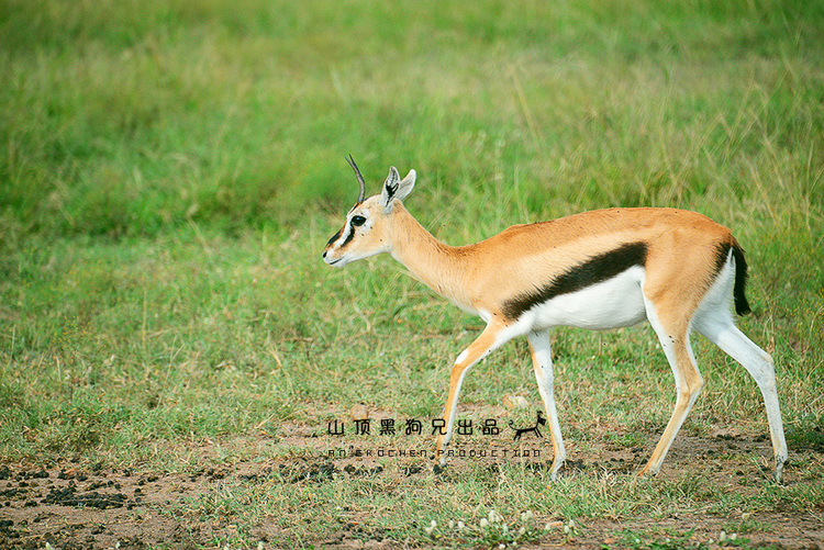 馬賽馬拉不是一個(gè)國家公園