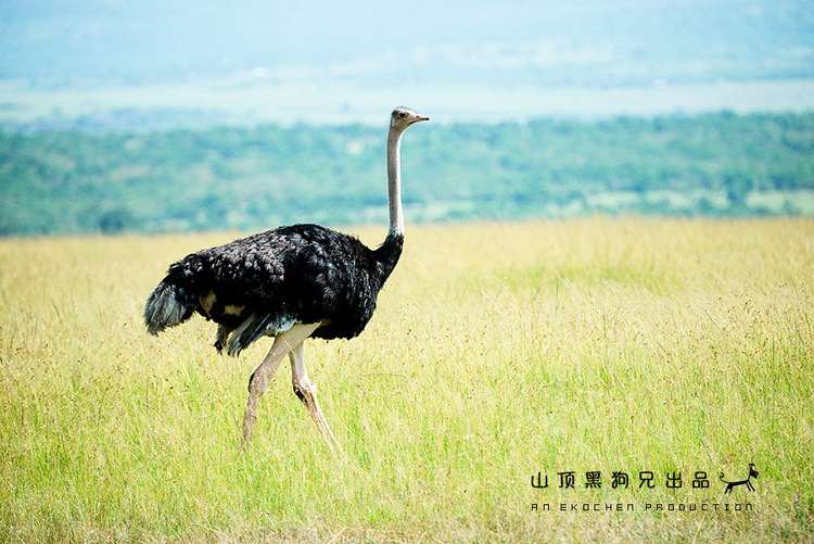 馬賽馬拉不是一個(gè)國家公園