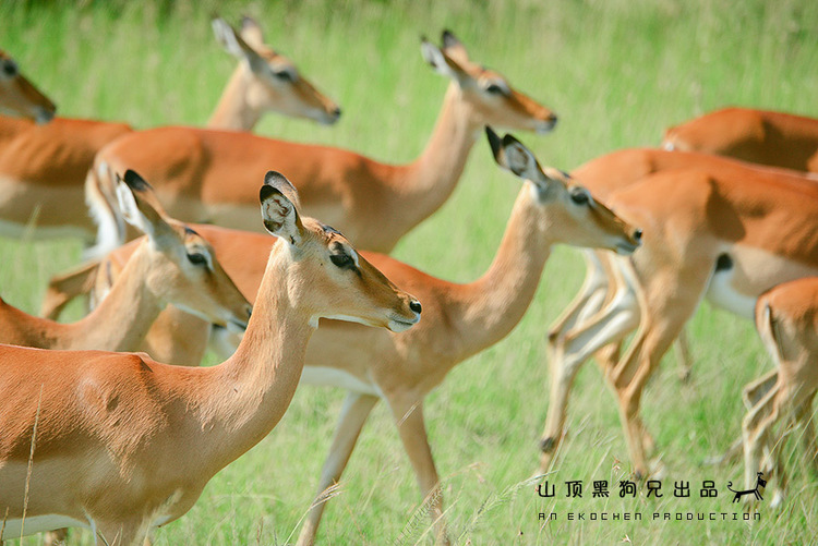 馬賽馬拉：它不是一個(gè)國家公園