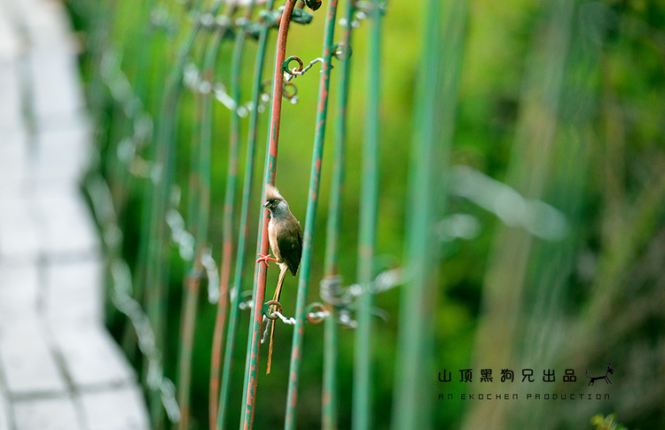 馬賽馬拉：它不是一個(gè)國家公園