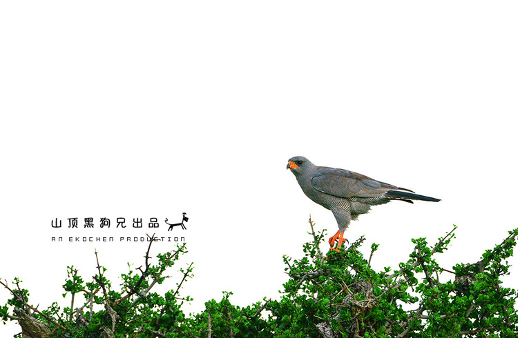 馬賽馬拉：它不是一個(gè)國家公園
